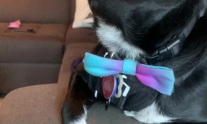 Nugget the Dog Demanding Pets