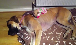 Tiny Puppy Adorably Sleeps On Top Of Great Dane
