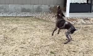 Pumped Pup Pops Bubbles