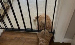 Sneaky Kitty Can't Quite Squeeze under Gate