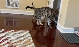 Adult Bengal Cat Teaching Kitten How to Open Doors