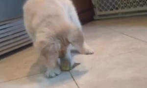 Puppy Can't Resist Playing With Lemon