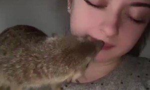 Curious Meerkat Investigates Inside Nostril