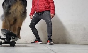 Impressive Pup Rides Skateboard with Skill