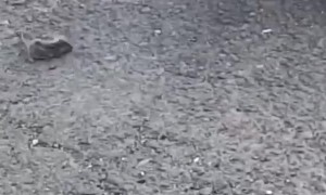 Mouse Rolls Over for Cat