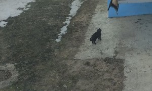 Cats Find Clever Way Back Home