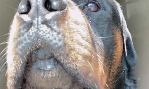 Doggy Steals the Show From Dancing Girl