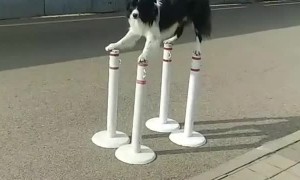 Doggy Shows Perfect Balancing Performance