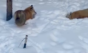 Pair of Foxes Playing in the Snow