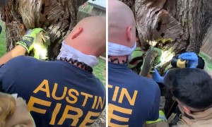 Firefighters rescue squirrel with head stuck in a tree