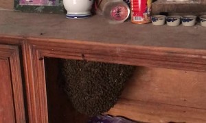 Bees Construct Huge Beehive Inside Cupboard