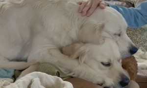 10-Month-Old Pup Lays on Top of His Sister Polly