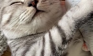 Kitty Falls Asleep With Favourite Fish Toy