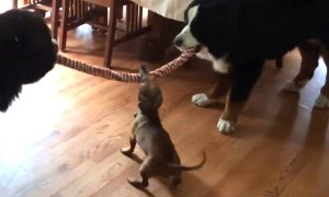 Tiny Puppy Easily Beats Two Giant Dogs At Tug-Of-War