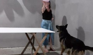 Dog Surprises Owners by Playing a Balloon Game