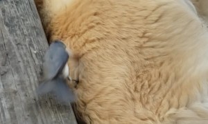 Sleepy Puppy Donates Some Fur to Bird's Nest