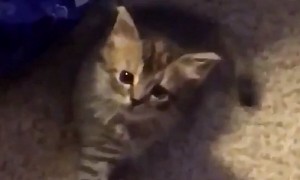 Copycat Kitten Hilariously Mimics Owner's Hand Movements