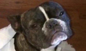 Guilty French Bulldog Gets Sold Out By Best Friend