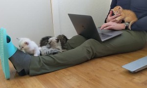 Working From Home With a Litter of Kittens