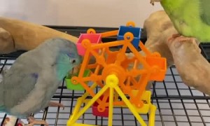 Hungry parrots love snacking on their delicious food