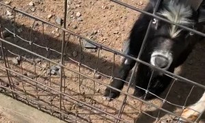 Adult Goat Rams Baby Goat About to Get Food