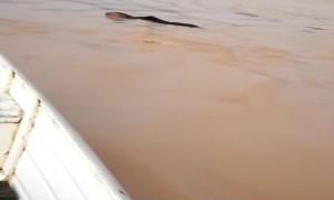 Giant Anteater Swims Toward Safety During Flood