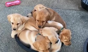Puppies Find a Way to Fit Into Bucket