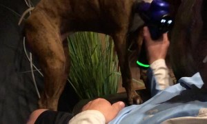 Dog Enjoys Delightful Massage