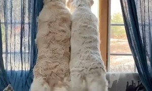 Synchronized Tail Wagging