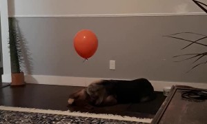 Balloon Confuses Dog