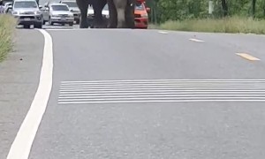 Elephants Chase Each Other Down Traffic
