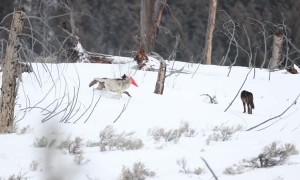 Wyoming Wolf Pack Shares Some Shenanigans
