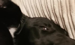 Dog Isn't Sure about Ear-Cleaning Kitty