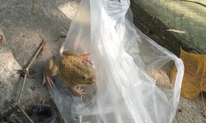 Friendly Frog Waves Hello