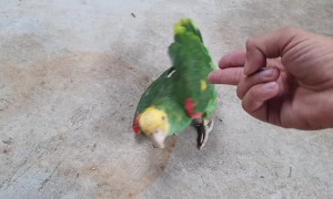 Bird Shows off Brilliant Acting Skills