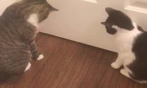 Kitties Battle Boredom by Booping Ball Back and Forth