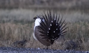 Greater Sage Grouse Shows off Impressive Mating Display