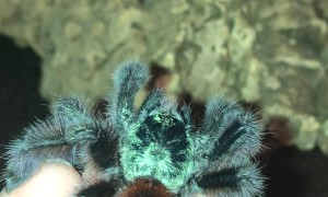 Tarantula Jumps From Hand Toward Terrarium