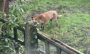 Fox Plays Fetch With Itself