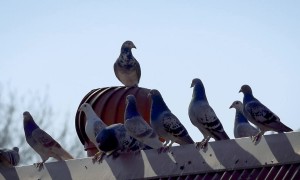 Pigeon Hilariously Goes For Ride On Spinning Roof Vent