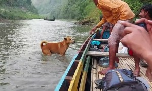 Loyal Doggy Won't Let Her Human Out of Sight