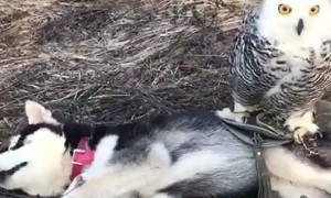 Snow Owl And Husky Dog Are Totally Best Friends