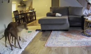 Dogs Perform Impromptu Dance