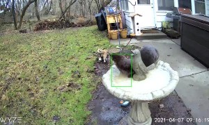 Cute Otter Basks in Bird Bath