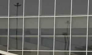 Agile Dog Stands Atop of Car