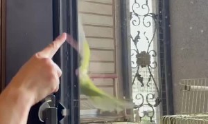 Birdie Slides Down Doorway