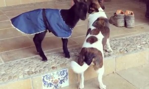 Budding Friendship Between Baby Goat and Dog