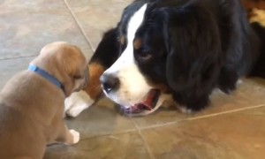 4-Week-Old Puppy Quickly Finds New Best Friend