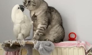 Cockatoo desperately tries to get cat to play with him