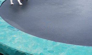 Oscar the Dog Loves the Trampoline